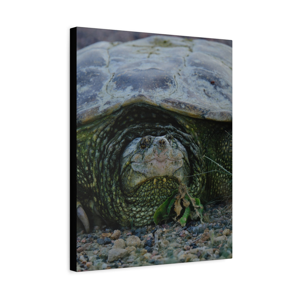 Snapping Turtle Matte Canvas Print – Wildlife Photography Wall Art