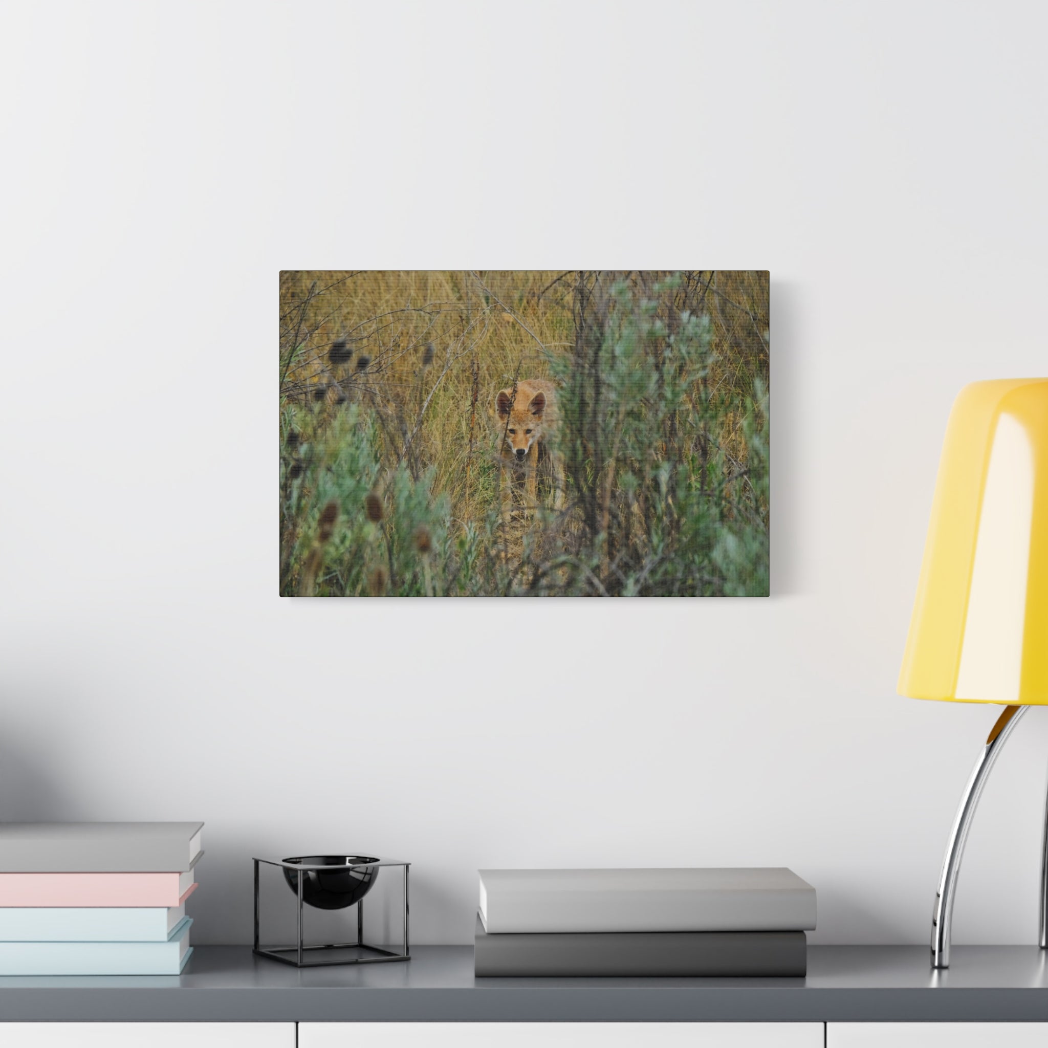 Coyote Pup Staring - Matte Stretched Canvas