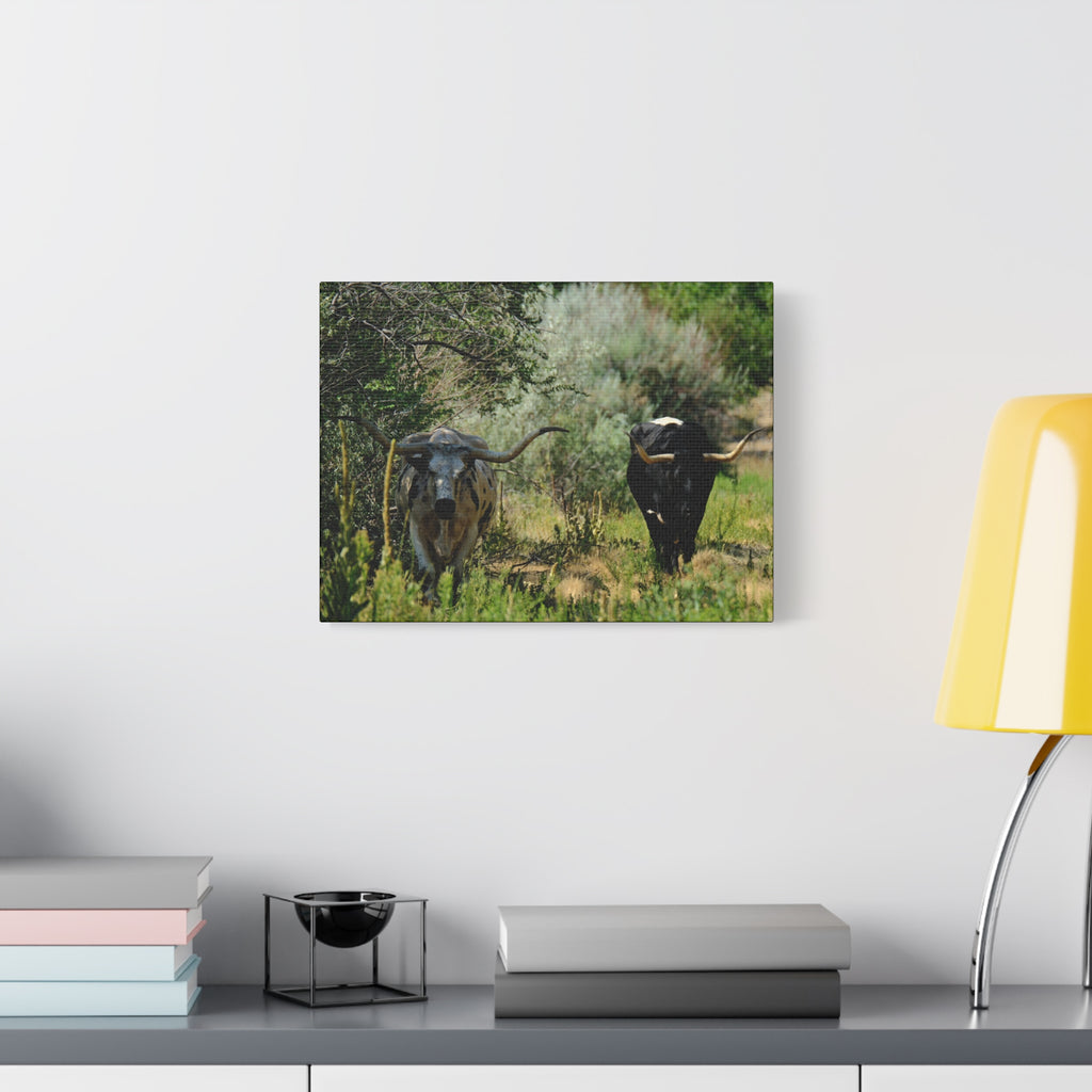 Long Horns on a Stroll - Matte Canvas, Stretched, 1.25"