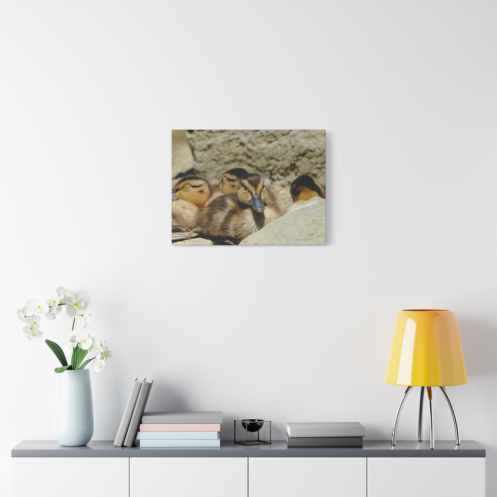Duckling Canvas Print - Cute Baby Ducks Matte Stretched Wall Art