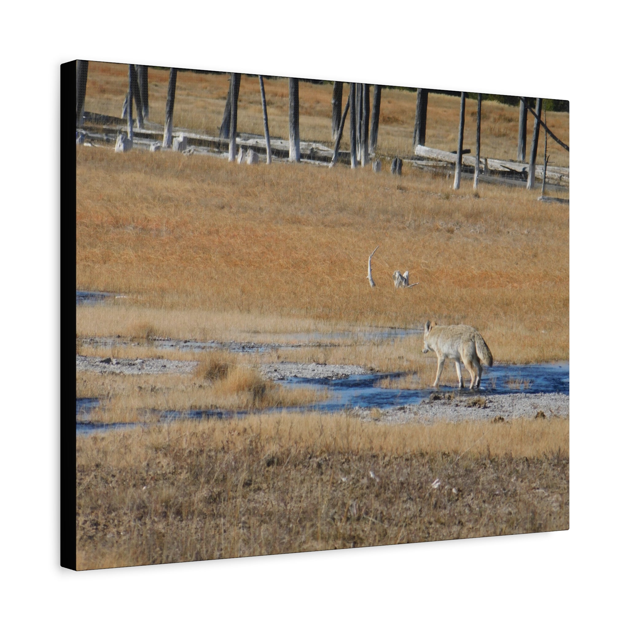 Coyote Canvas Wall Art — Wildlife Landscape Matte Stretched Print