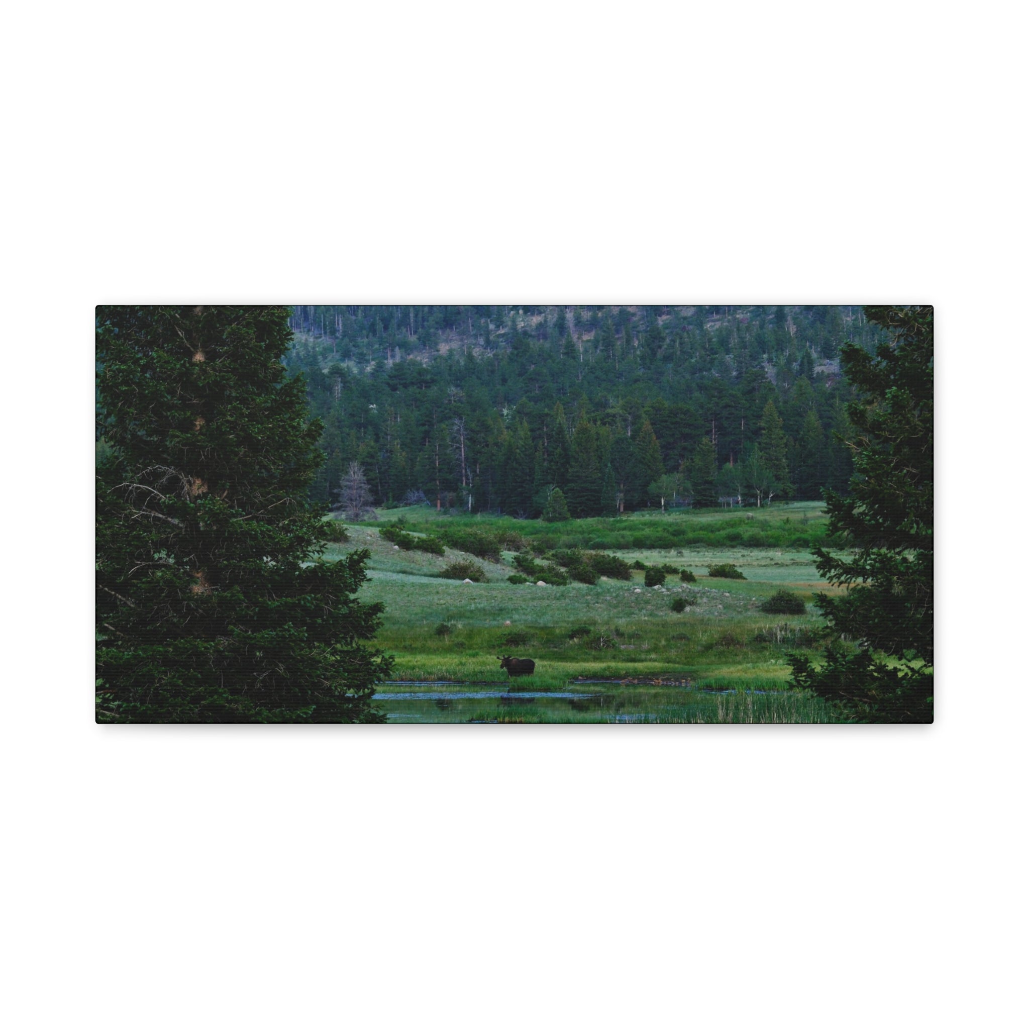 Moose Meadow Canvas Wall Art – Stretched Matte Landscape Print