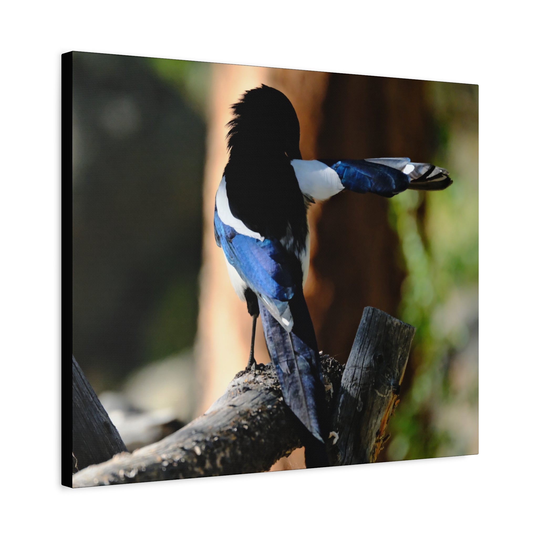 Black-billed Magpie Wildlife Canvas Print — Matte Stretched Wall Art