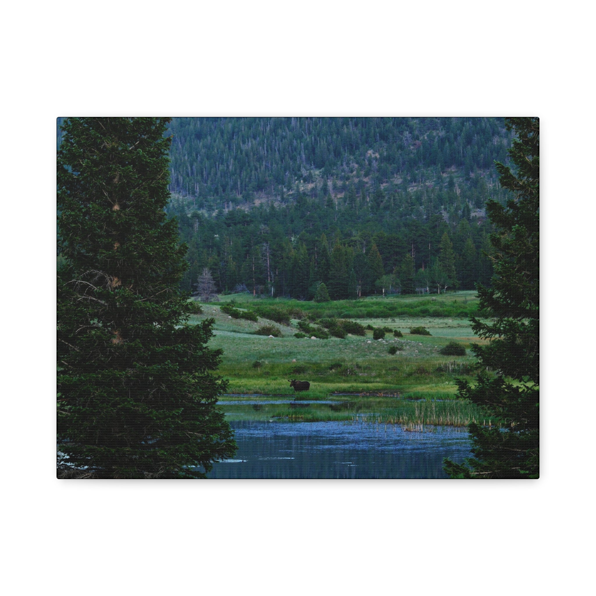 Moose Meadow Canvas Wall Art – Stretched Matte Landscape Print