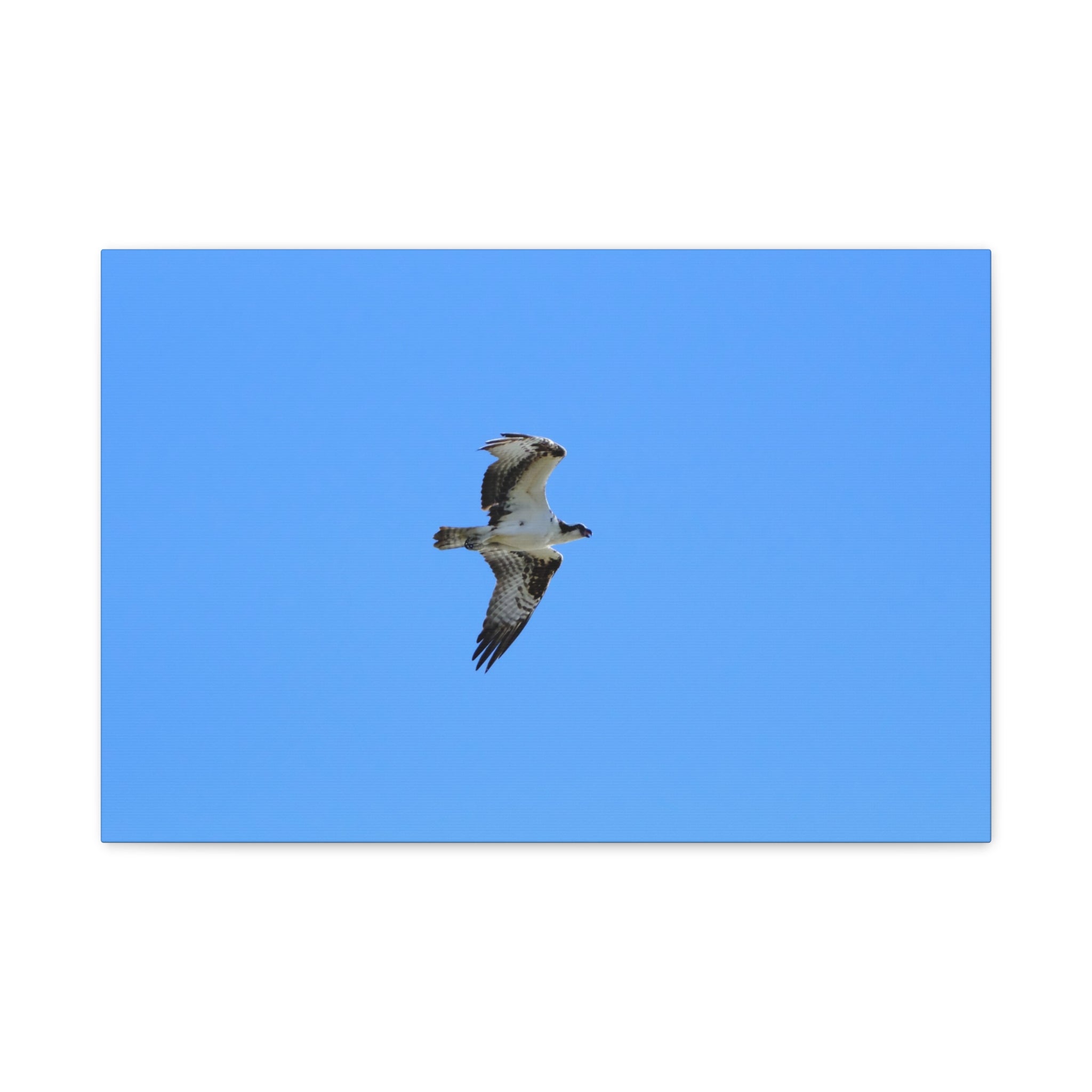 Osprey in Flight Matte Canvas Print — Stretched Wall Art