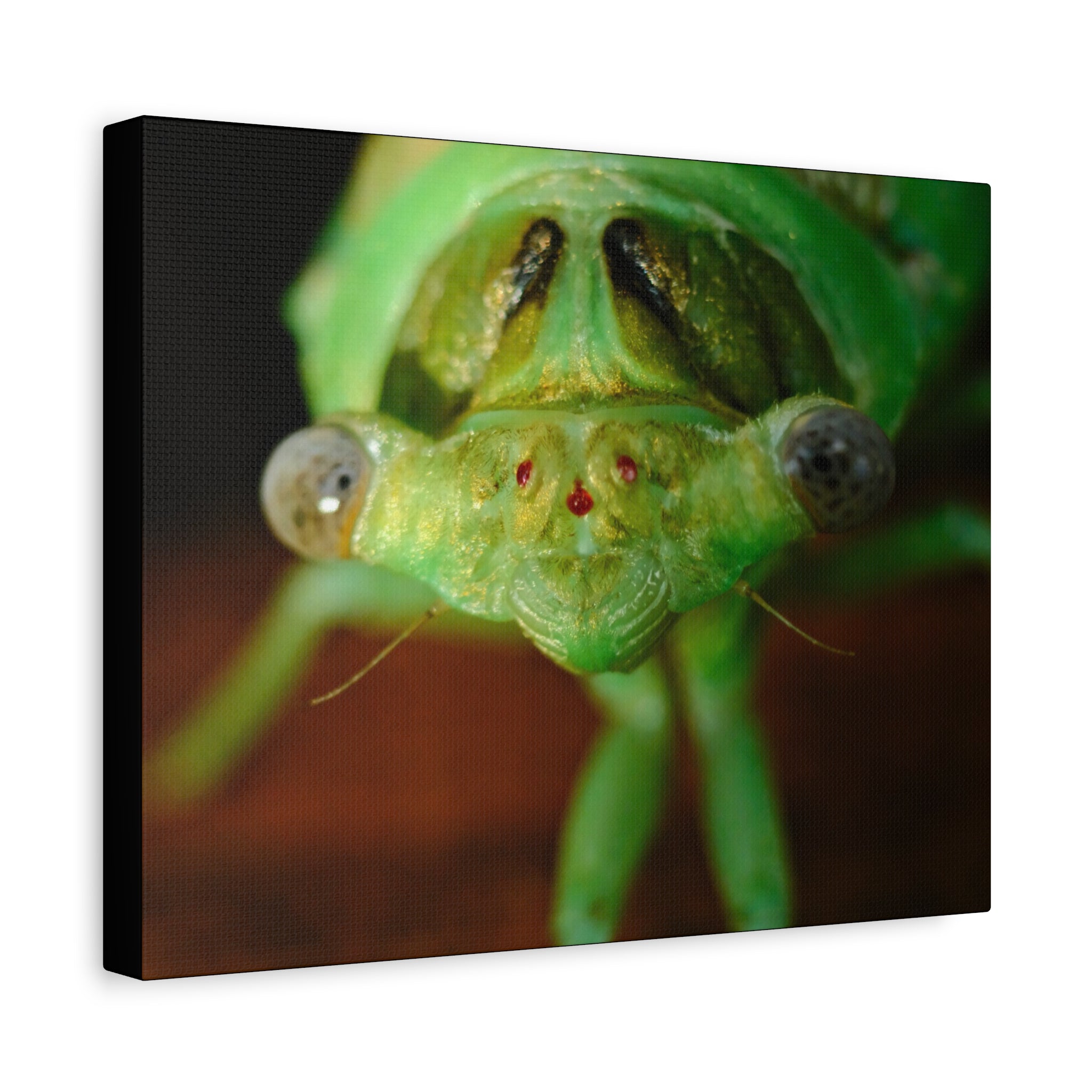 Cute Green Cicada Macro Canvas Print — Close-Up Insect Wall Art