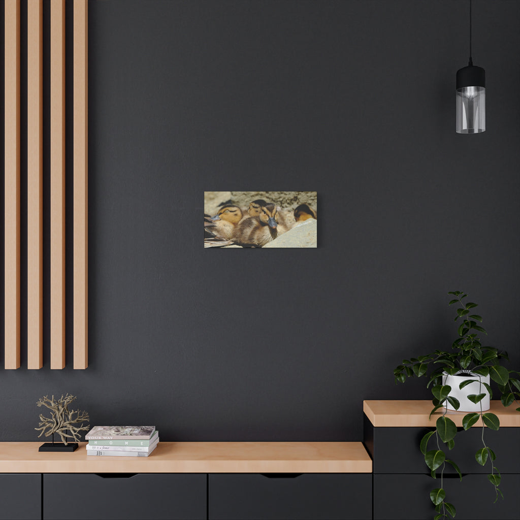 Duckling Canvas Print - Cute Baby Ducks Matte Stretched Wall Art