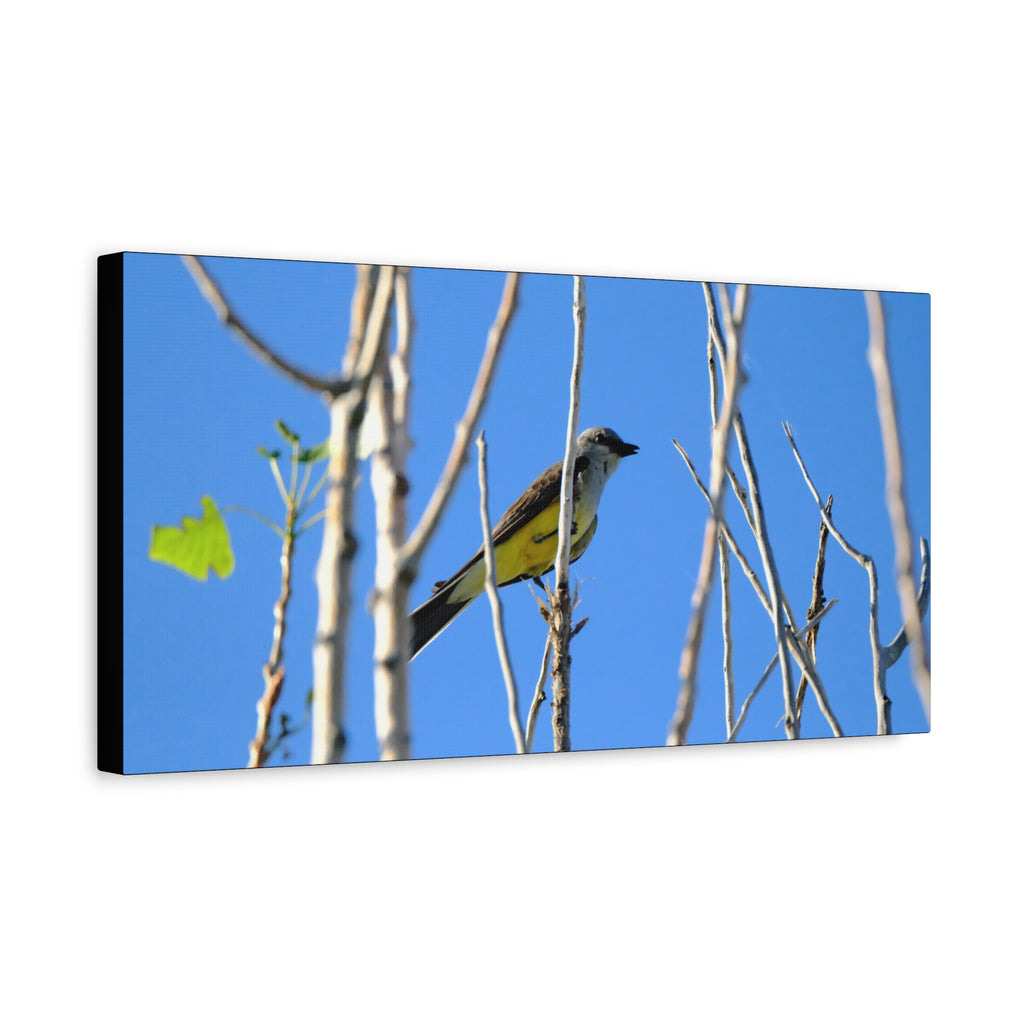 Western King Bird Horizontal Matte Canvas, Stretched, 1.25"