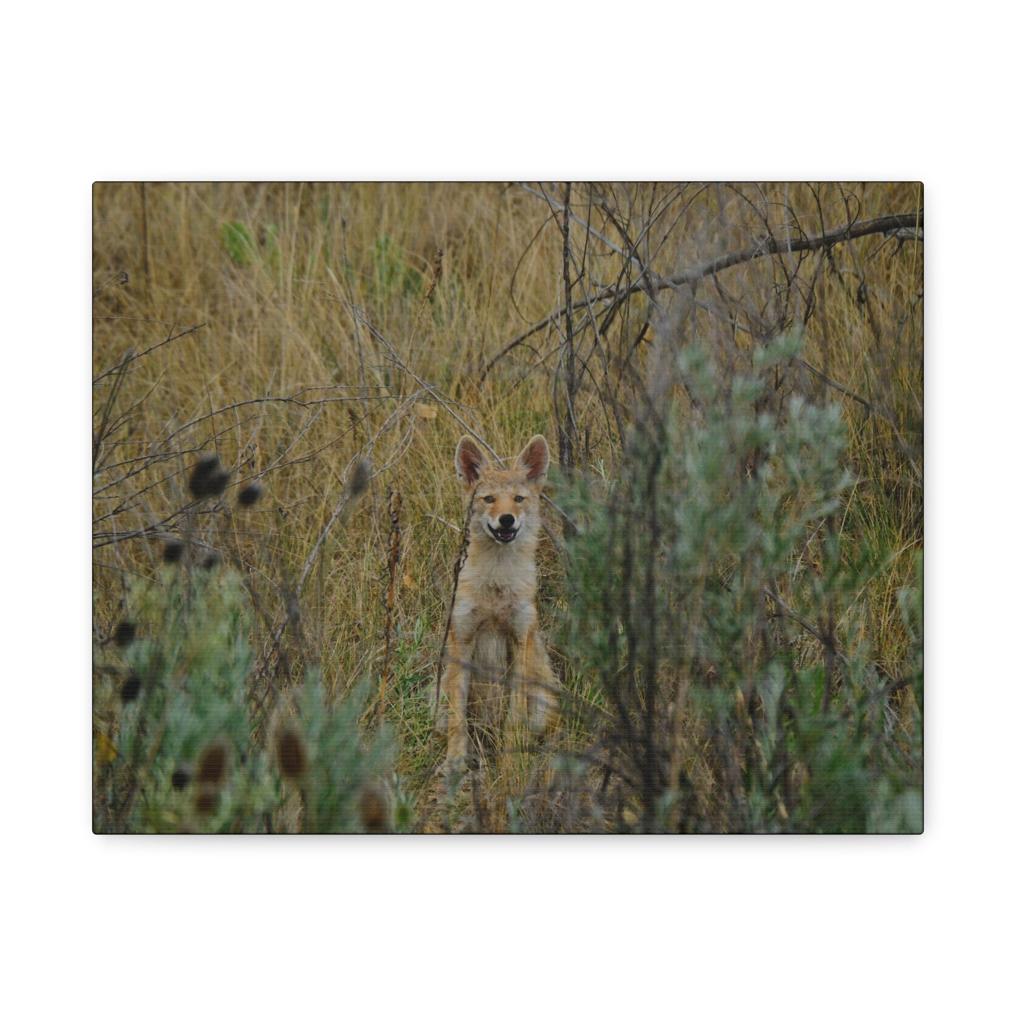 Friendly Face In The Wild - Coyote in Tall Grass Matte Canvas Wall Art