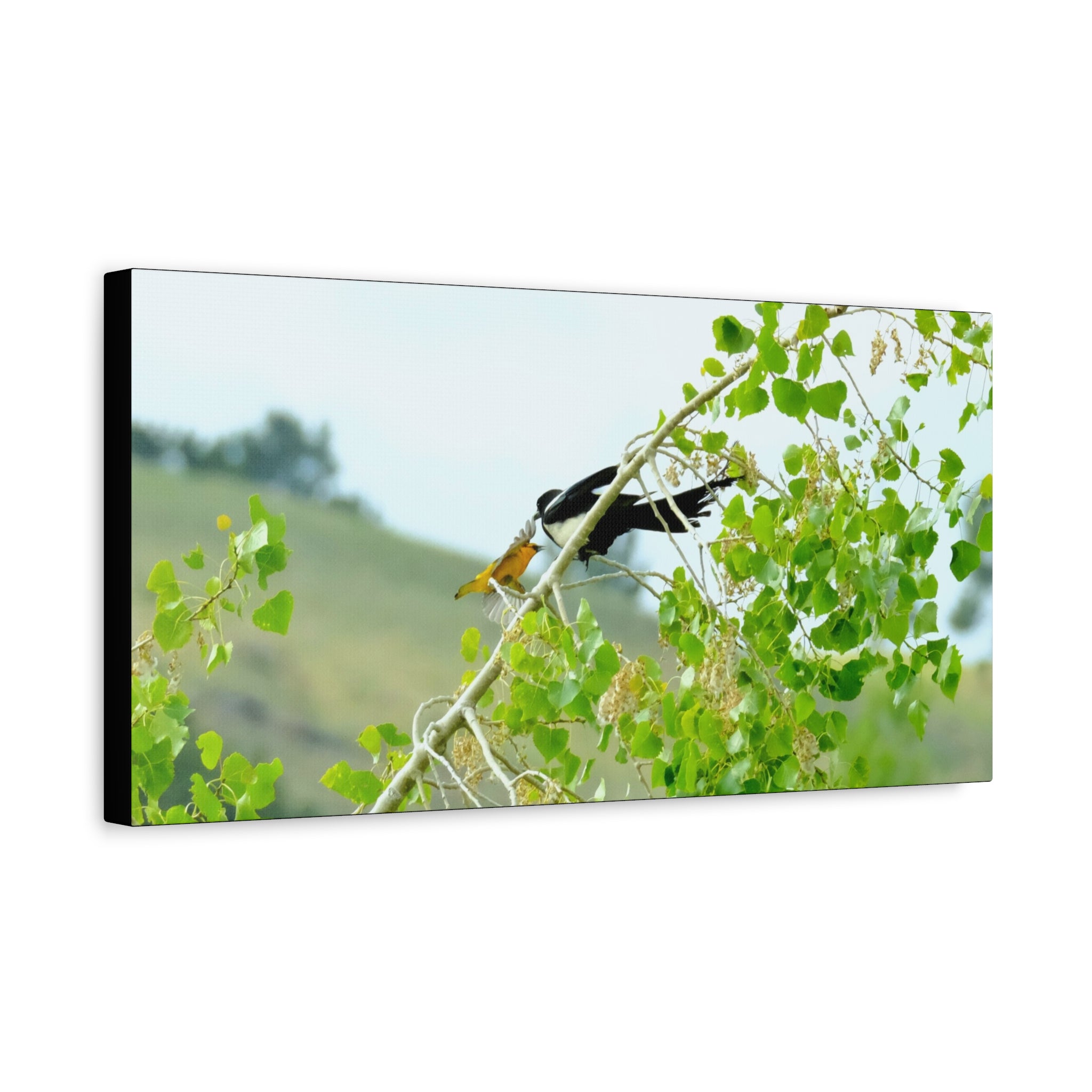 Oriole & Magpie Battle on an Aspen Branch - Matte Stretched Canvas Wall Art