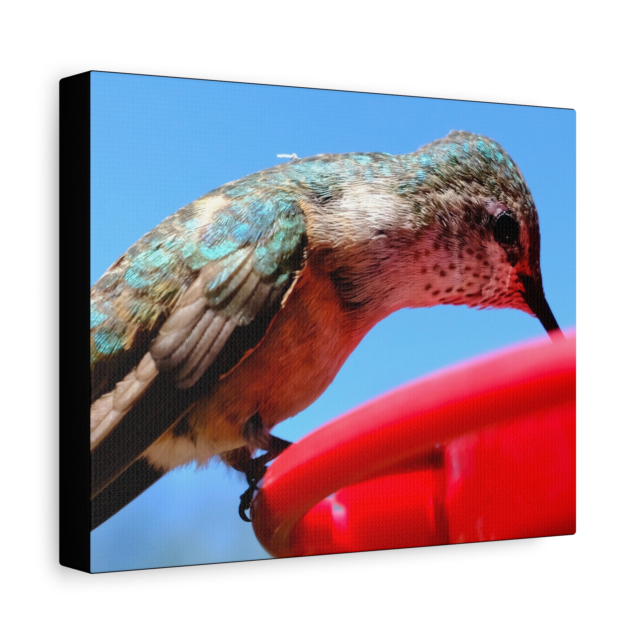 Hummingbird Close Up Canvas Print — Stretched Matte Wall Art