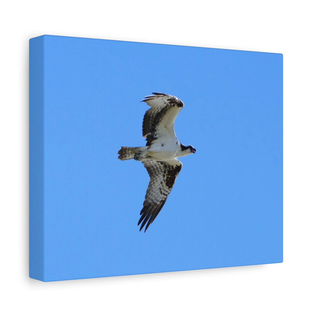 Osprey in Flight Matte Canvas Print — Stretched Wall Art