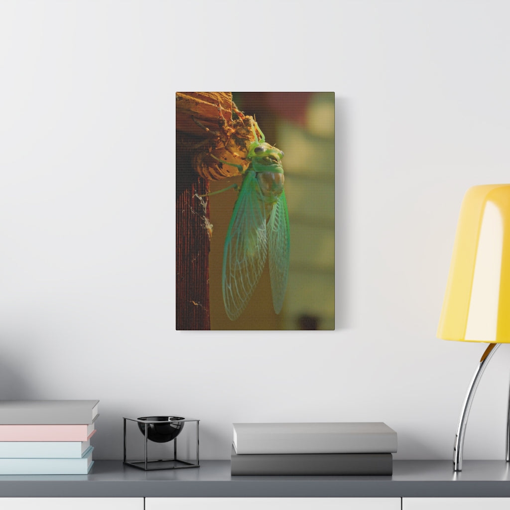 Cicada Close-Up Matte Canvas Wall Art — Nature Photography Stretched Print