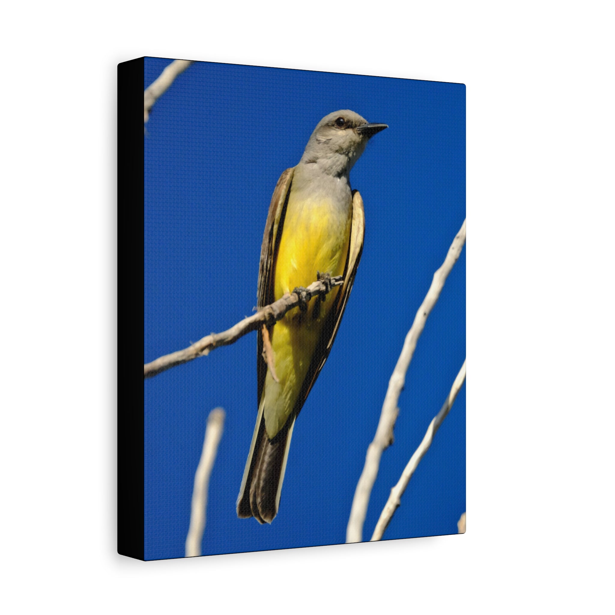Western King Bird Canvas Print – Yellow & Gray Wildlife Wall Art
