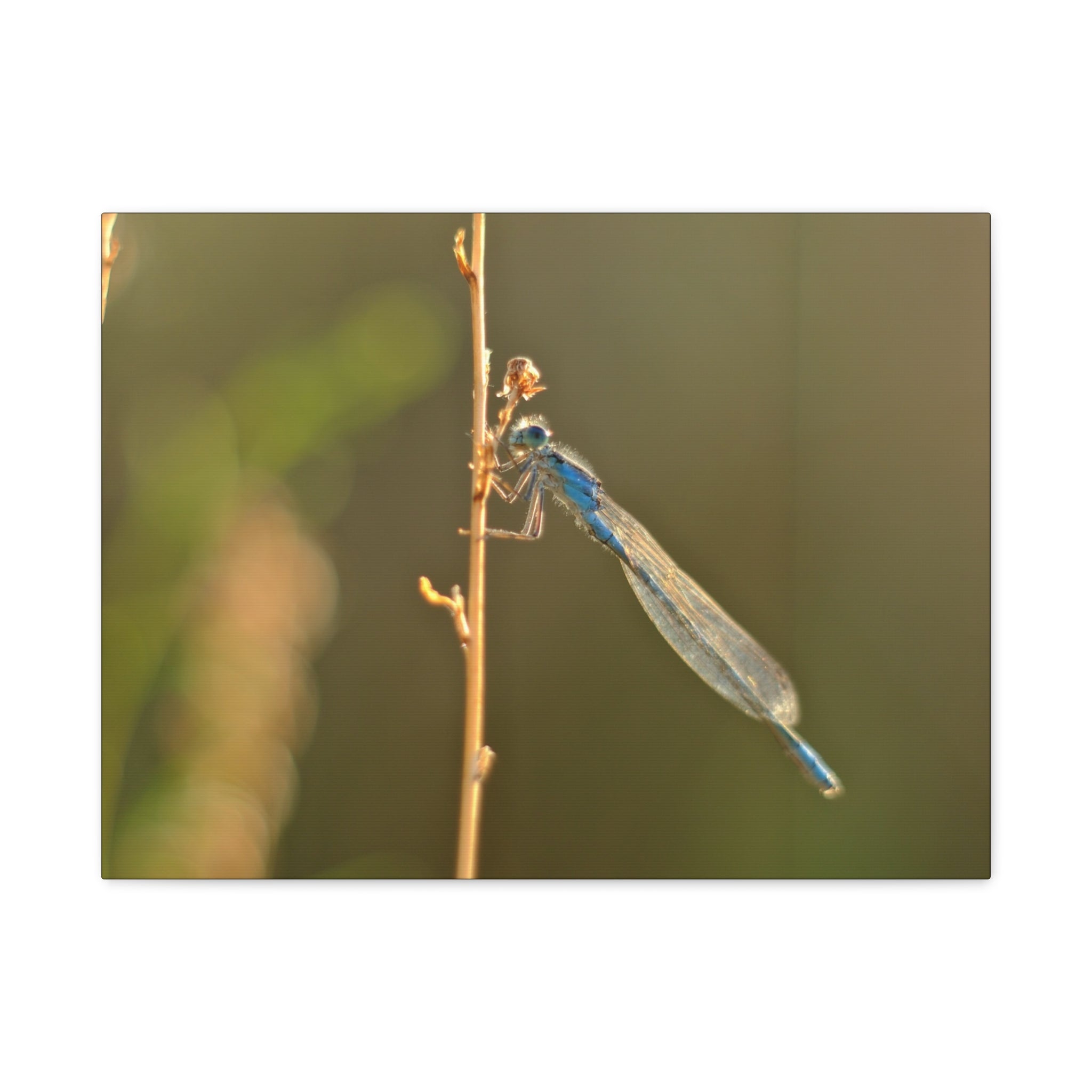 Blue Dragonfly Macro Canvas Print — Blue Damselfly Nature Wall Art, Matte Stretched 1.25"