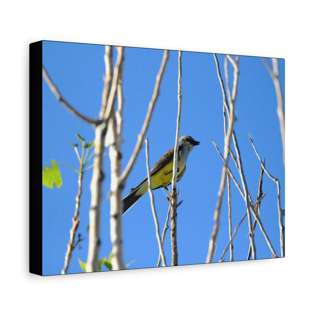 Western King Bird Horizontal Matte Canvas, Stretched, 1.25"