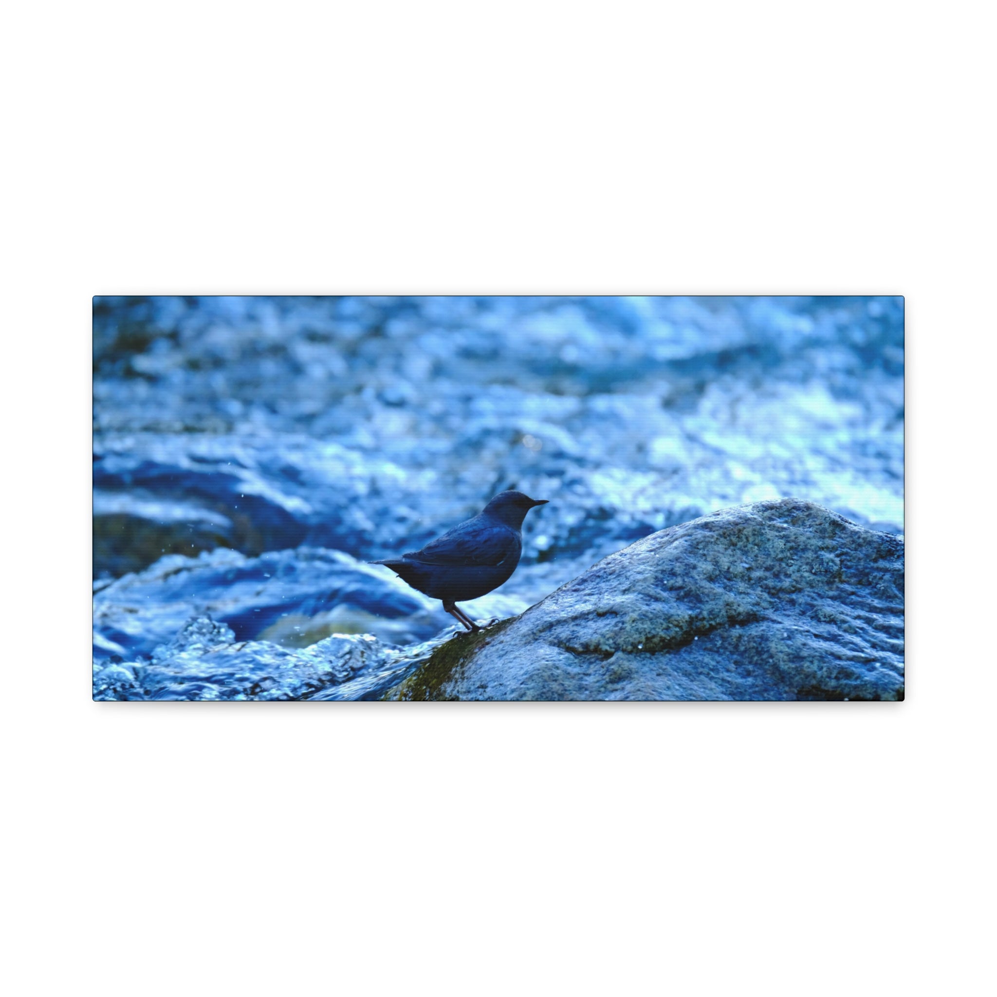 Dipper on Rapids Matte Stretched Canvas Wall Art