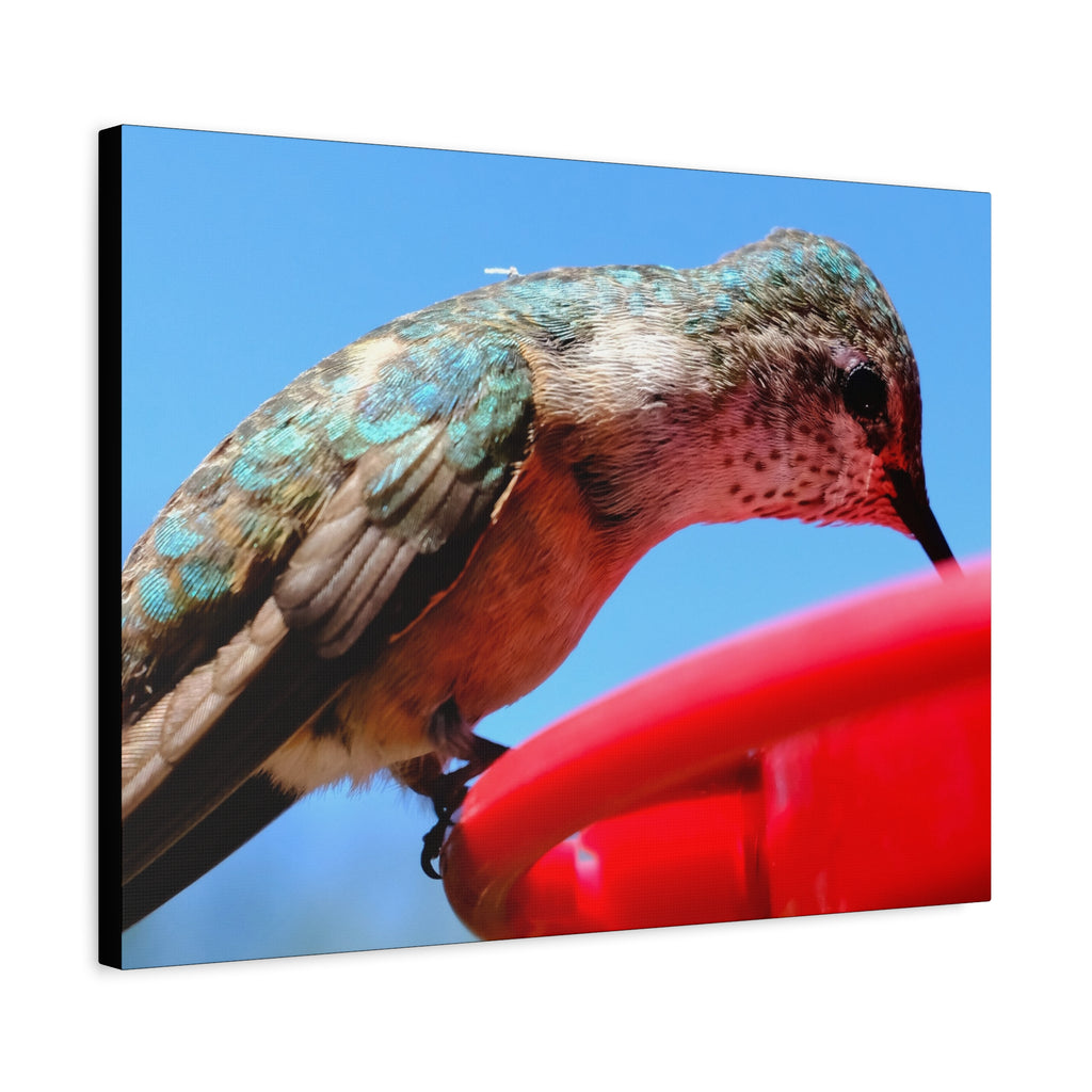 Hummingbird Close Up Canvas Print — Stretched Matte Wall Art