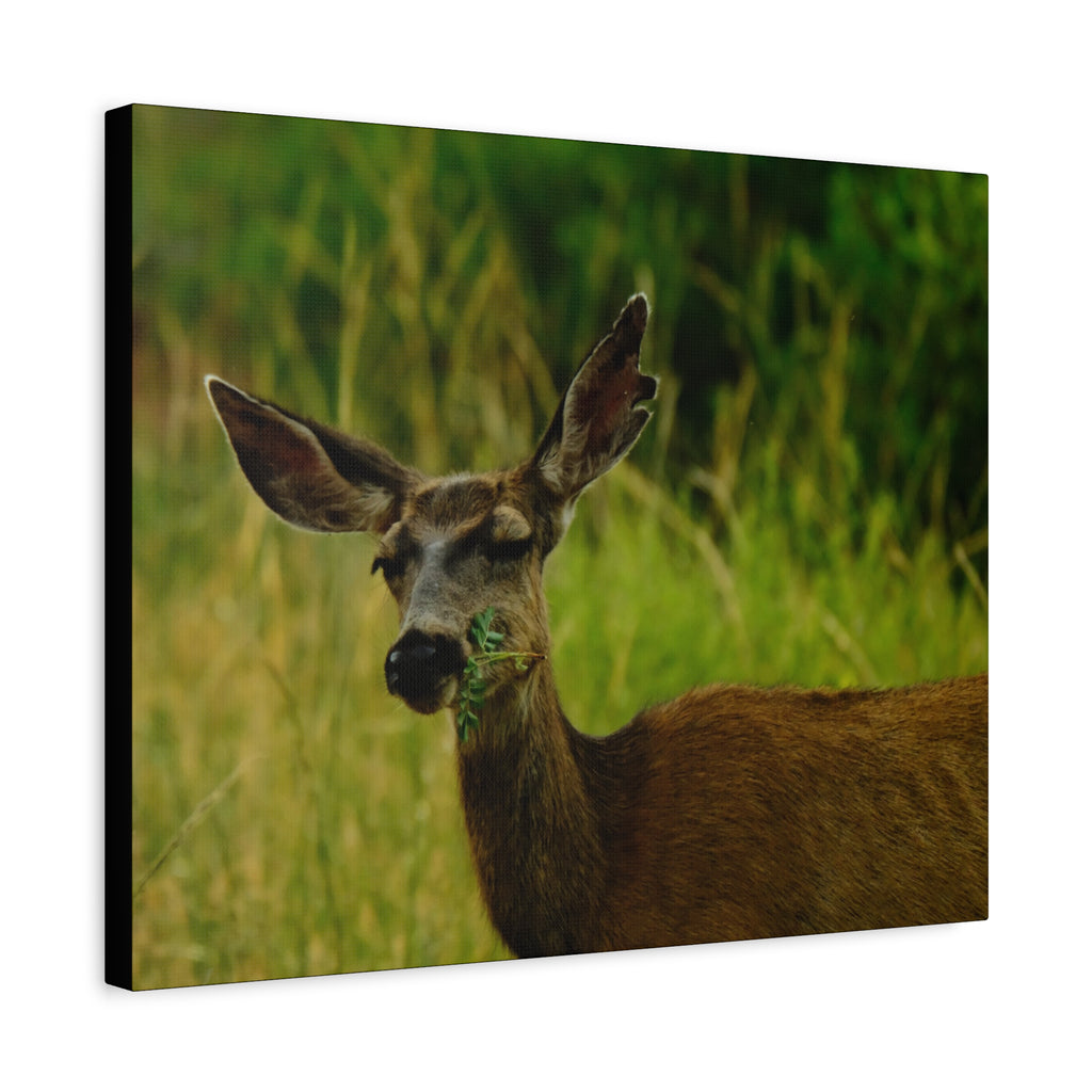 Doe Portrait Matte Canvas Wall Art