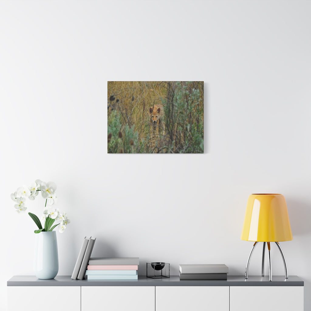 Coyote Pup Staring - Matte Stretched Canvas