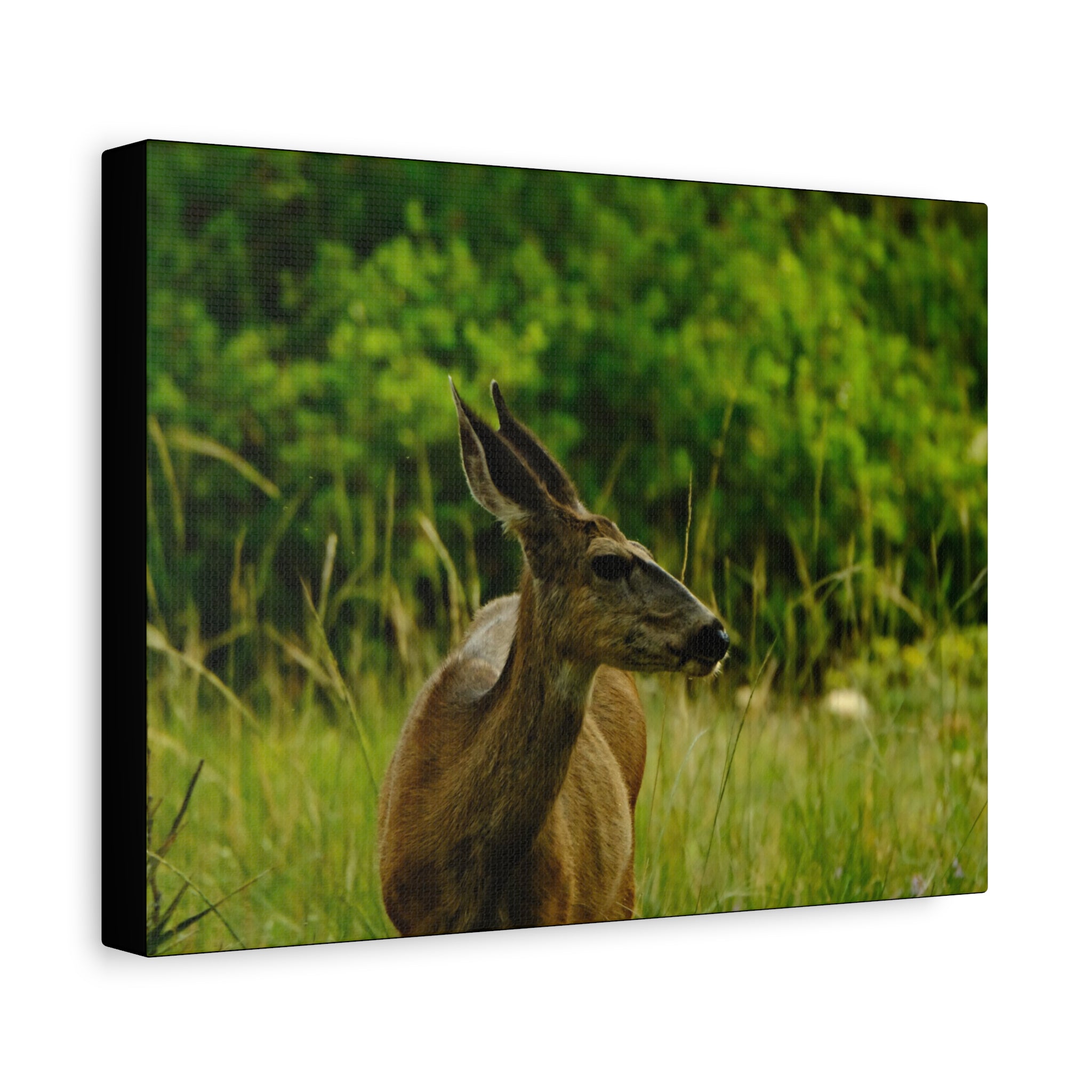Doe in Meadow Matte Stretched Canvas (1.25") — Wildlife Wall Art