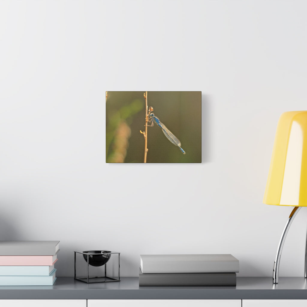 Blue Dragonfly Macro Canvas Print — Blue Damselfly Nature Wall Art, Matte Stretched 1.25"