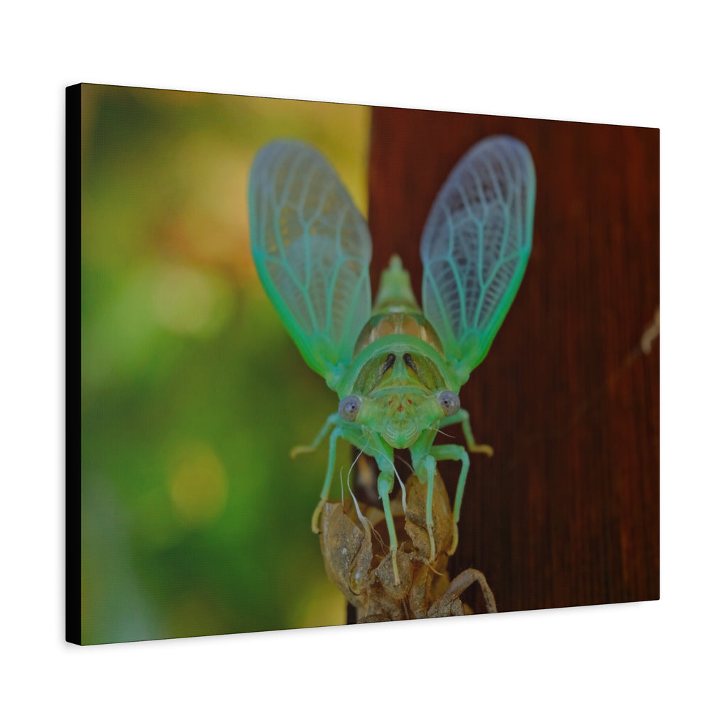 The Cutest Green Cicada Canvas Print - Matte Stretched Wall Art