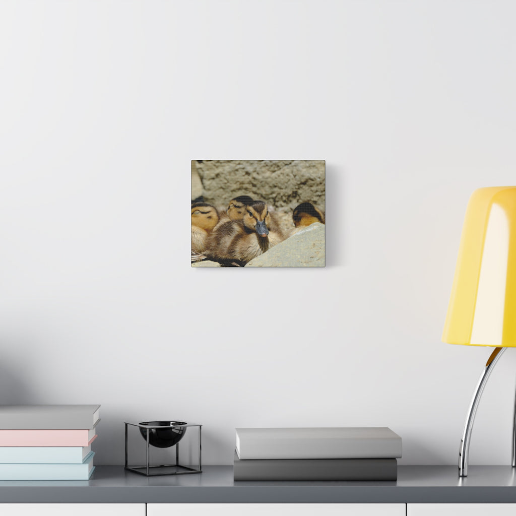 Duckling Canvas Print - Cute Baby Ducks Matte Stretched Wall Art