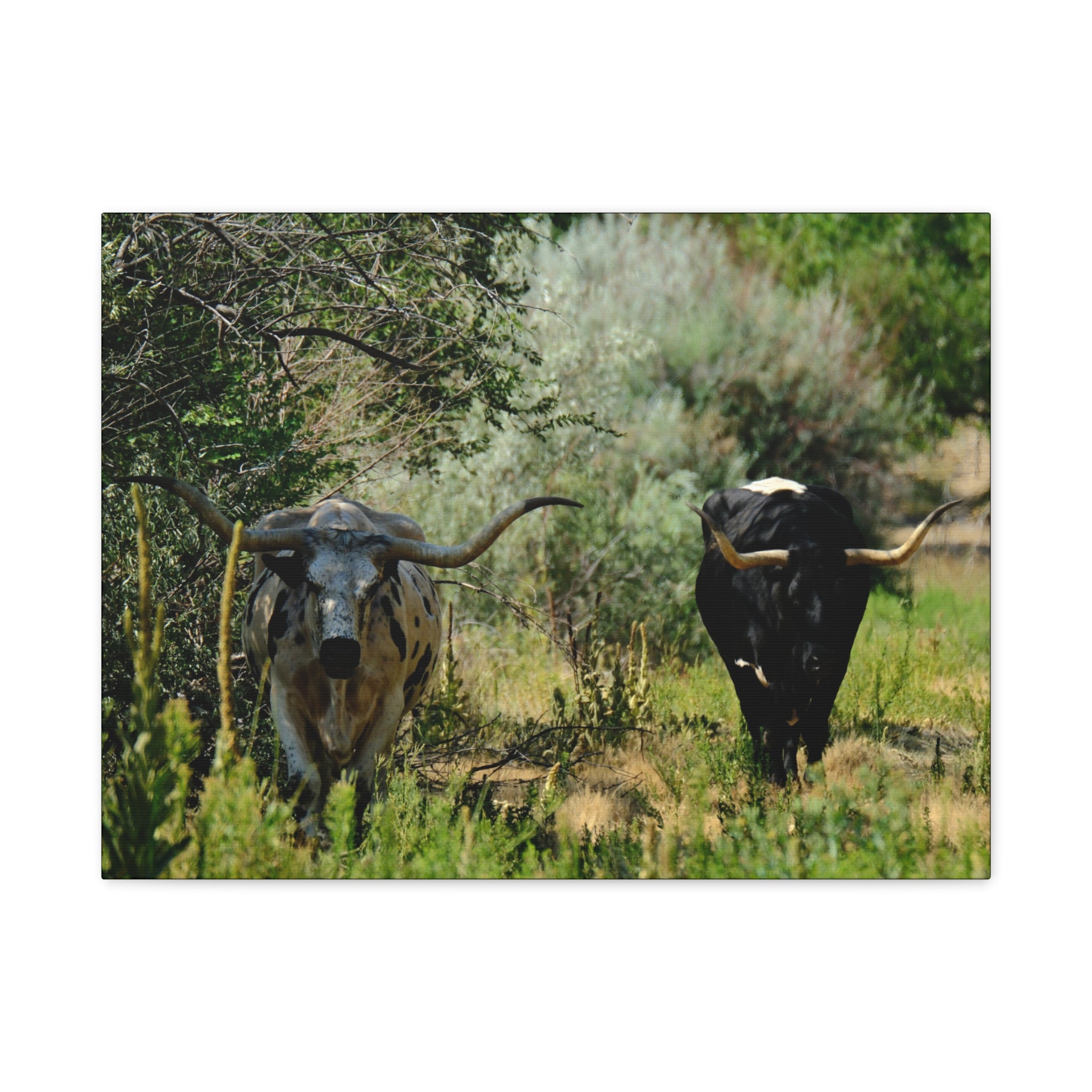 Long Horns on a Stroll - Matte Canvas, Stretched, 1.25"