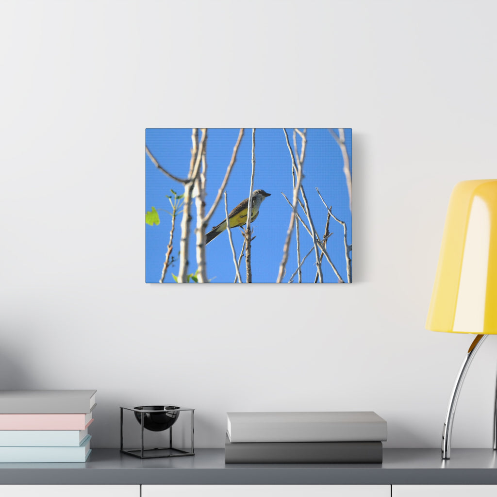 Western King Bird Horizontal Matte Canvas, Stretched, 1.25"