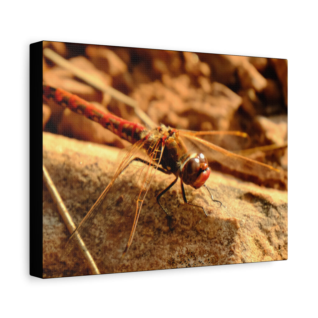 Dragonfly Macro Canvas Print — Close-Up Nature Wall Art, Rustic Insect Photography