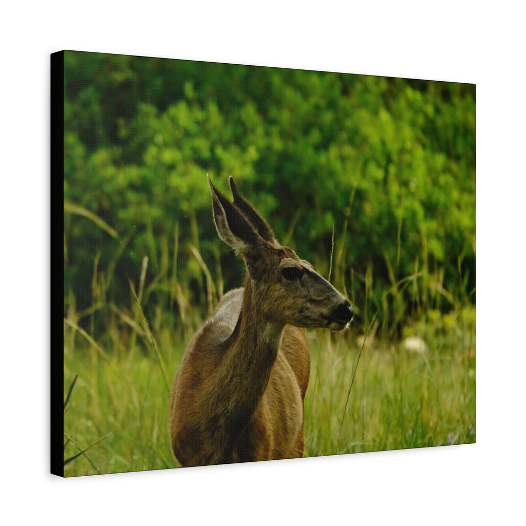 Doe in Meadow Matte Stretched Canvas (1.25") — Wildlife Wall Art