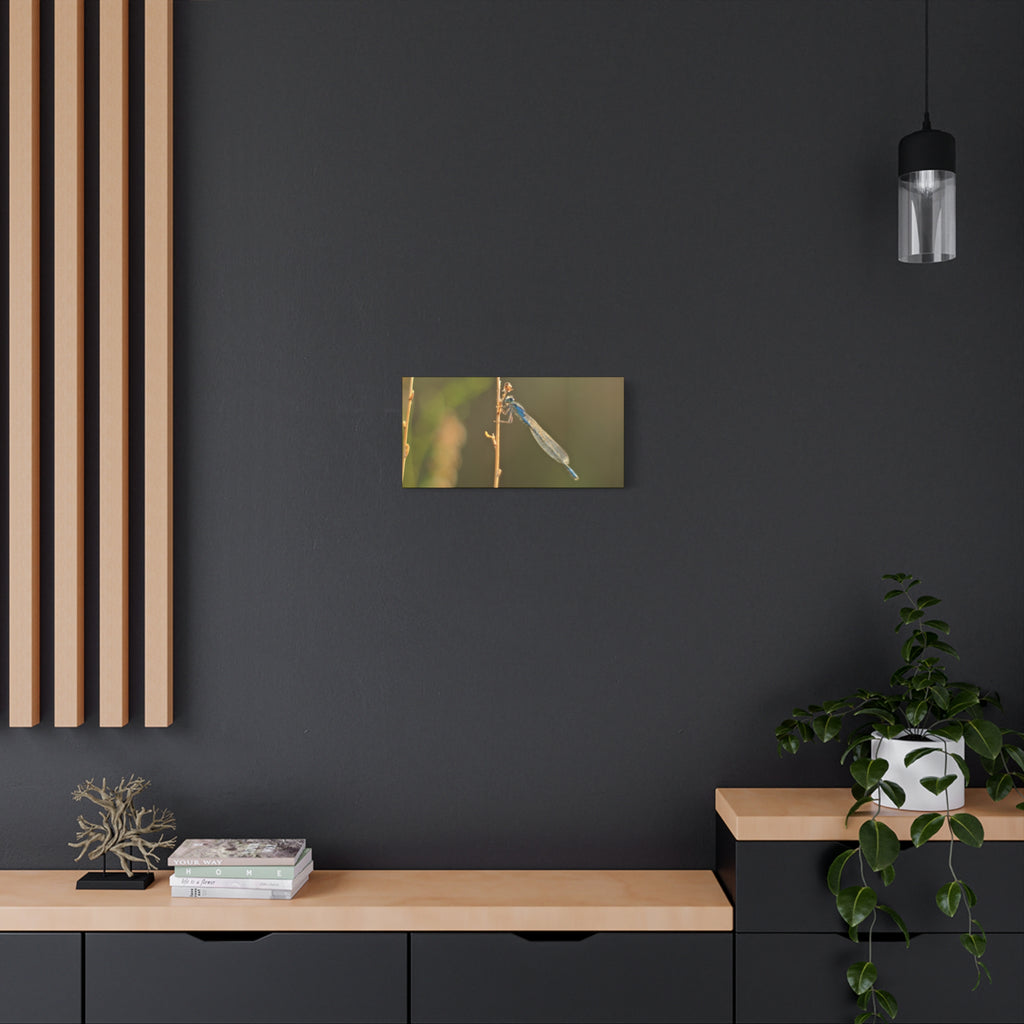 Blue Dragonfly Macro Canvas Print — Blue Damselfly Nature Wall Art, Matte Stretched 1.25"