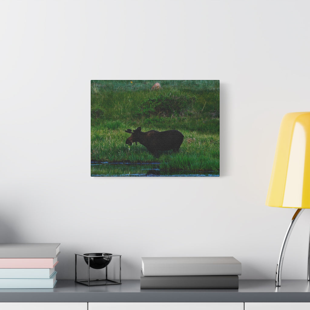 Munching Moose Matte Canvas Print — Stretched Wildlife Wall Art
