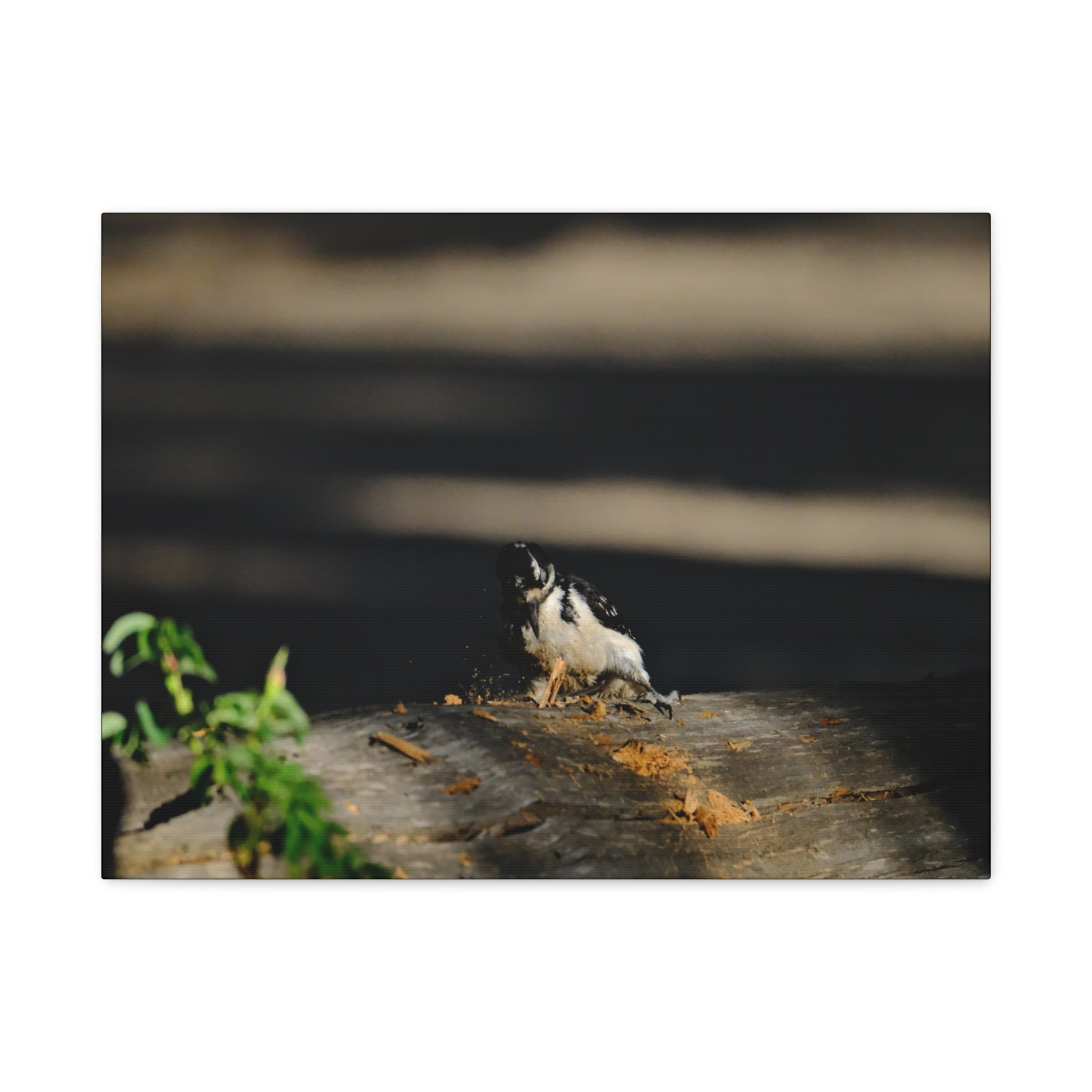 American Three-toed Woodpecker Hard At Work Canvas Wall Art
