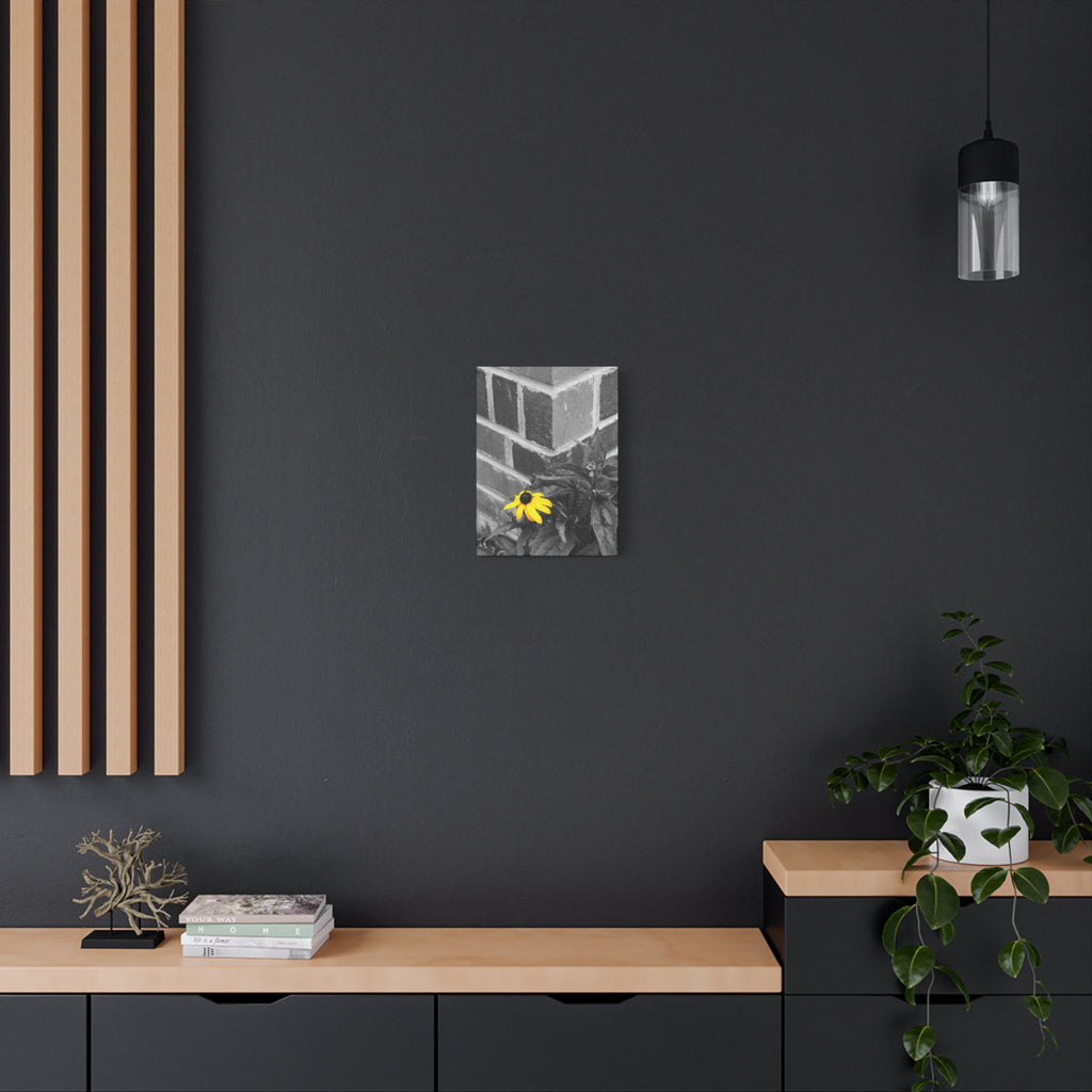 Yellow Daisy on Brick Matte Canvas Print — Stretched Wall Art