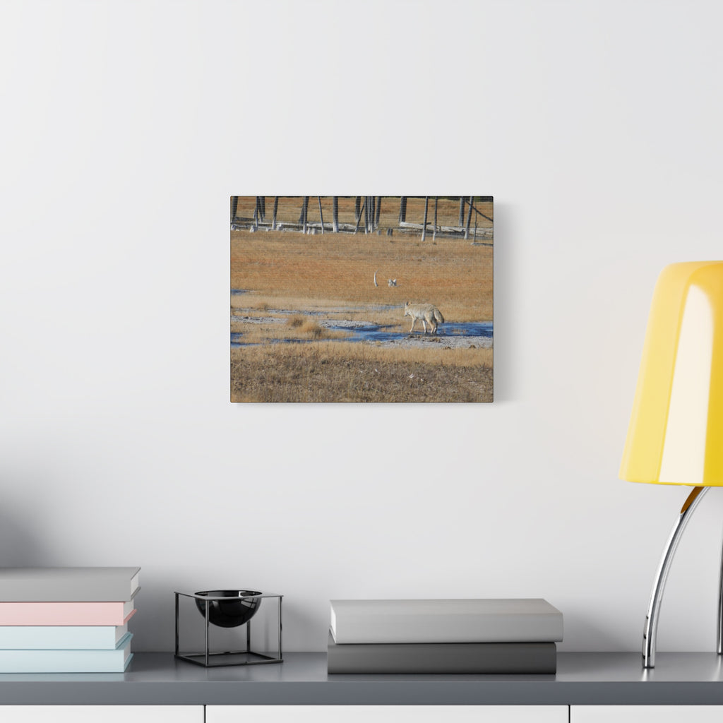 Coyote Canvas Wall Art — Wildlife Landscape Matte Stretched Print
