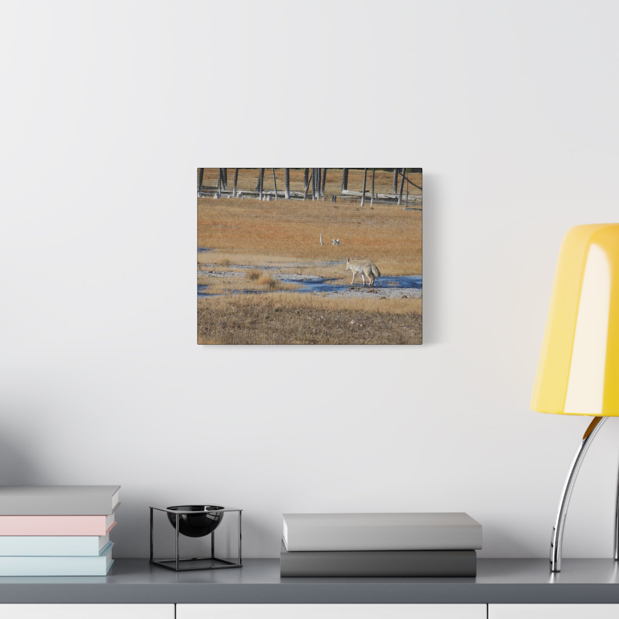 Coyote Canvas Wall Art — Wildlife Landscape Matte Stretched Print