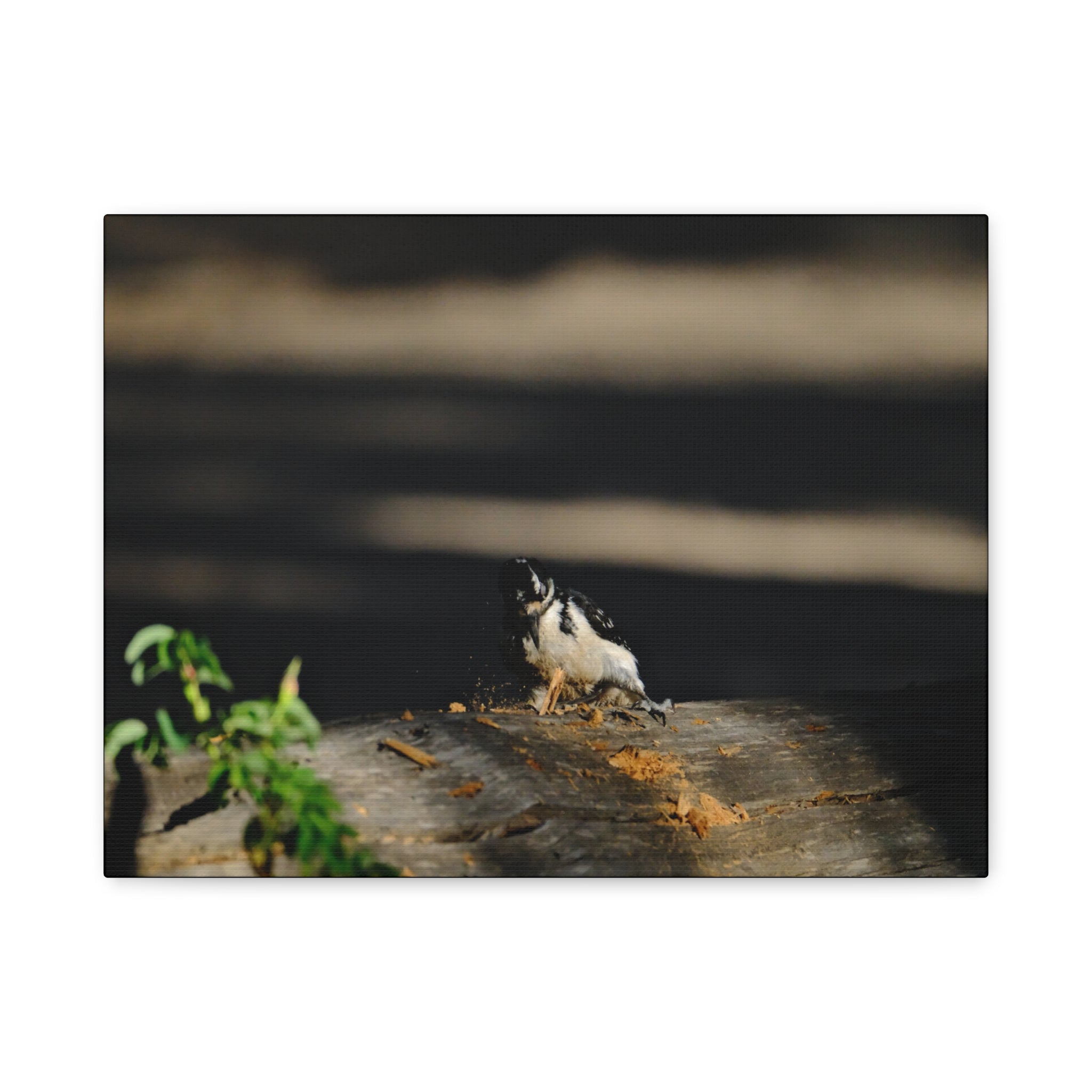 American Three-toed Woodpecker Hard At Work Canvas Wall Art