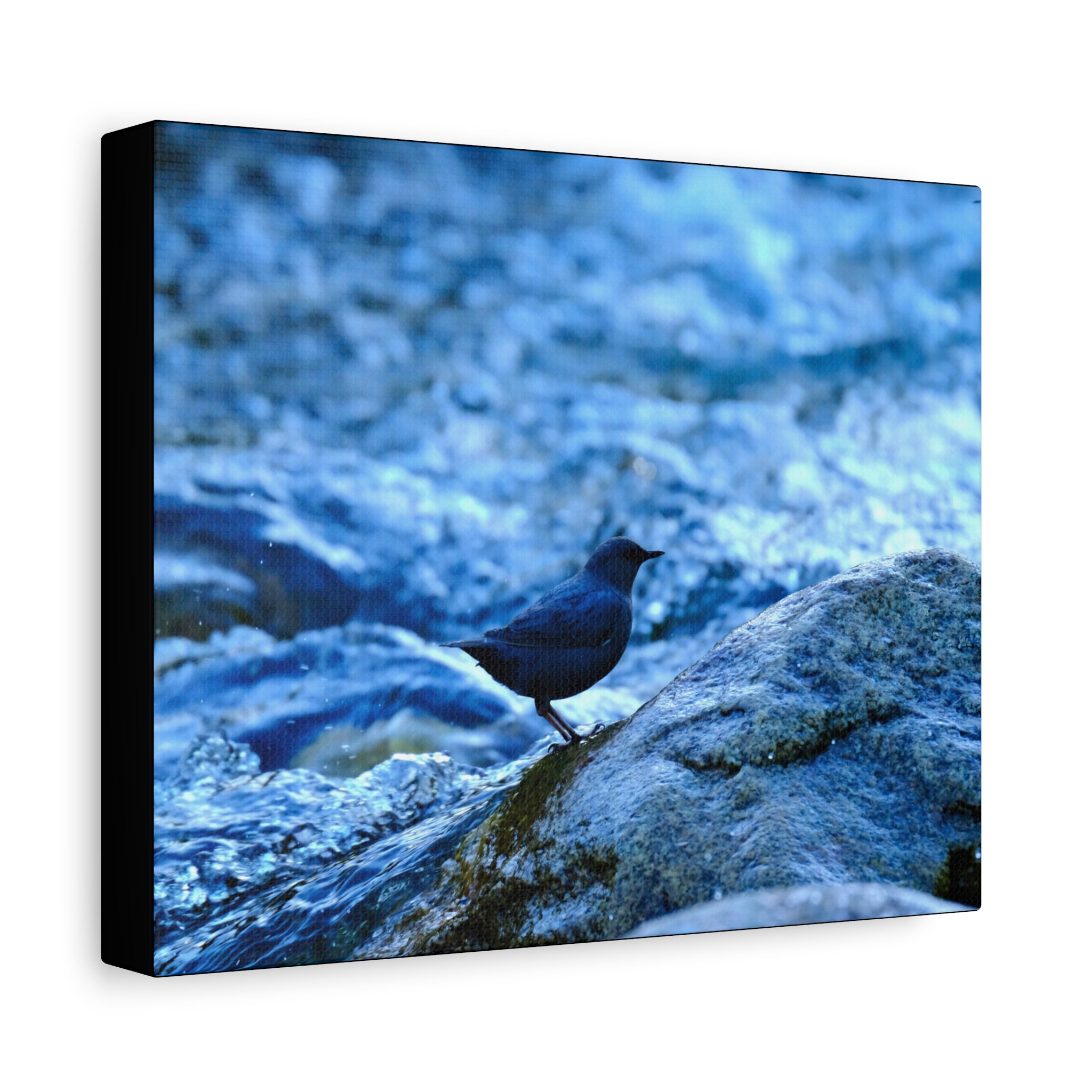Dipper on Rapids Matte Stretched Canvas Wall Art