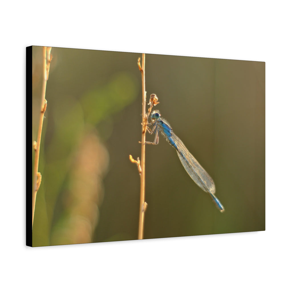 Blue Dragonfly Macro Canvas Print — Blue Damselfly Nature Wall Art, Matte Stretched 1.25"