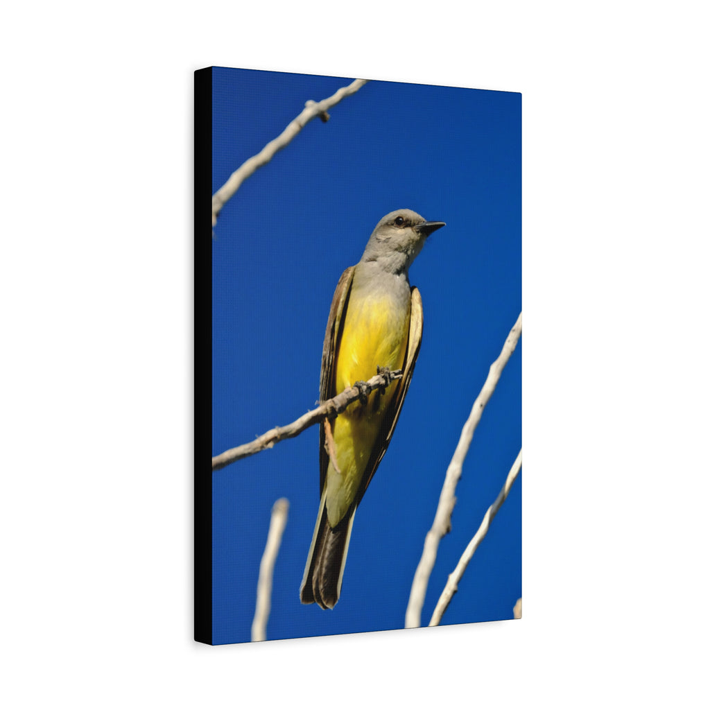 Western King Bird Canvas Print – Yellow & Gray Wildlife Wall Art