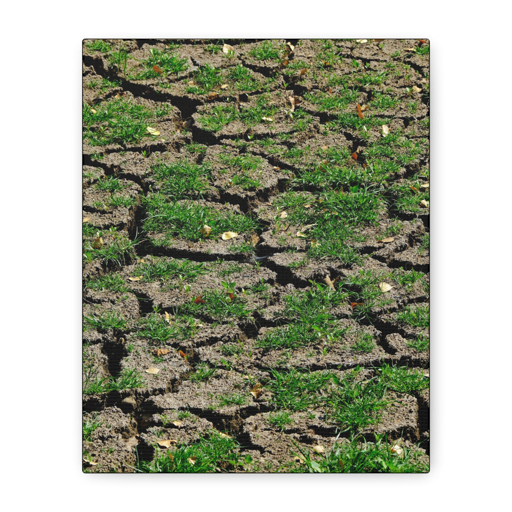 Life Finds A Way Canvas Print — Cracked Earth with Green Grass Matte Stretched Canvas (1.25")