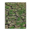 Life Finds A Way Canvas Print — Cracked Earth with Green Grass Matte Stretched Canvas (1.25")
