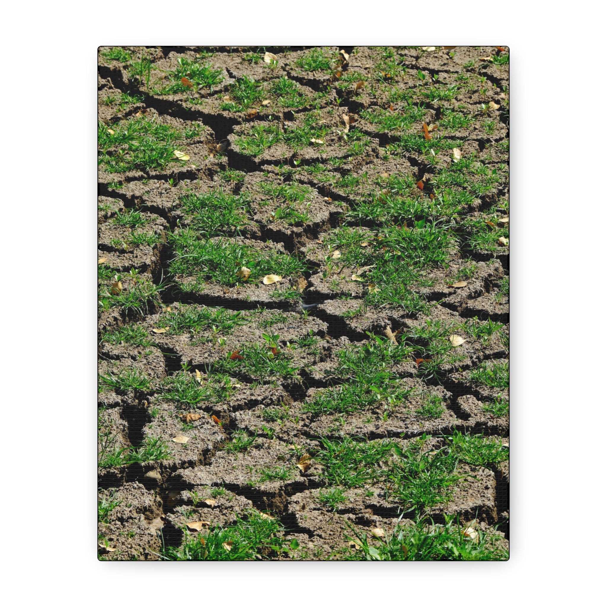 Life Finds A Way Canvas Print — Cracked Earth with Green Grass Matte Stretched Canvas (1.25")