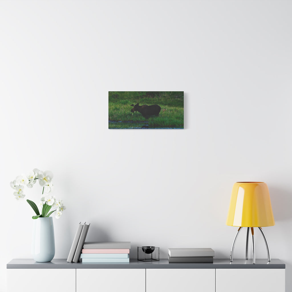 Munching Moose Matte Canvas Print — Stretched Wildlife Wall Art