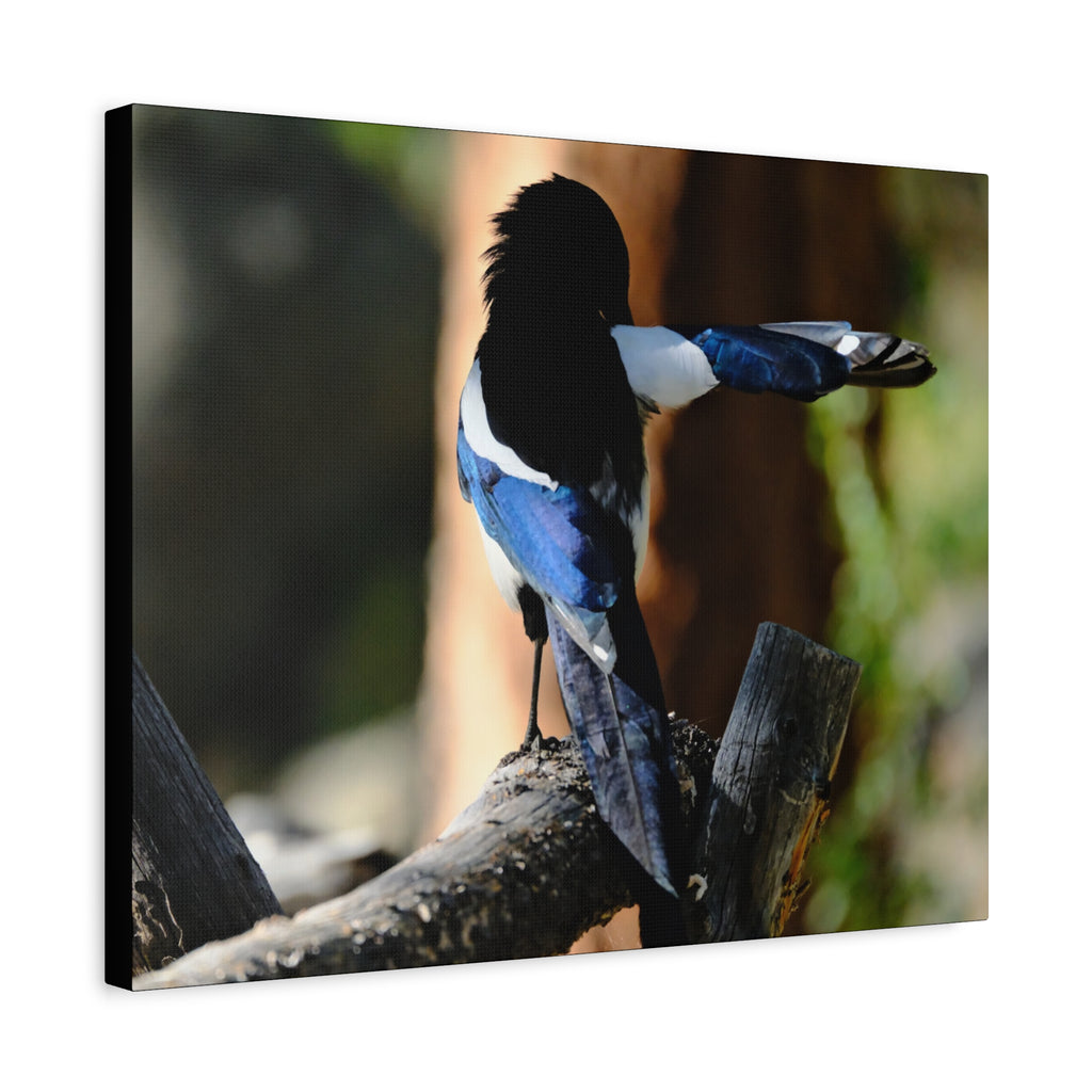 Black-billed Magpie Wildlife Canvas Print — Matte Stretched Wall Art