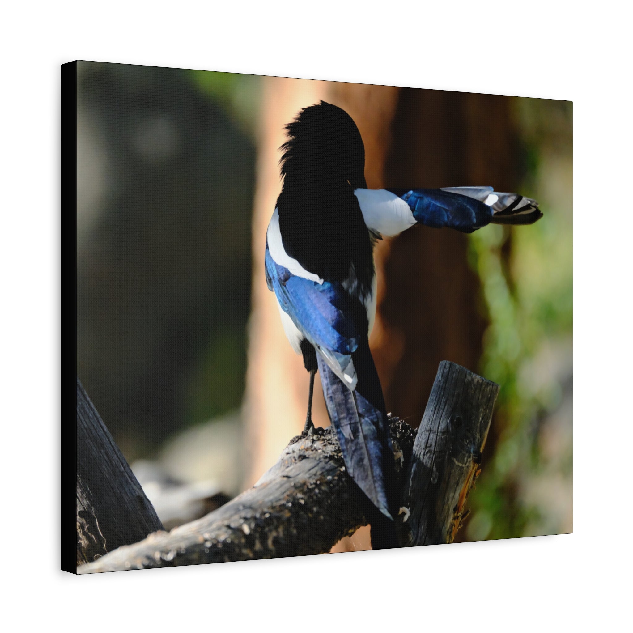 Black-billed Magpie Wildlife Canvas Print — Matte Stretched Wall Art
