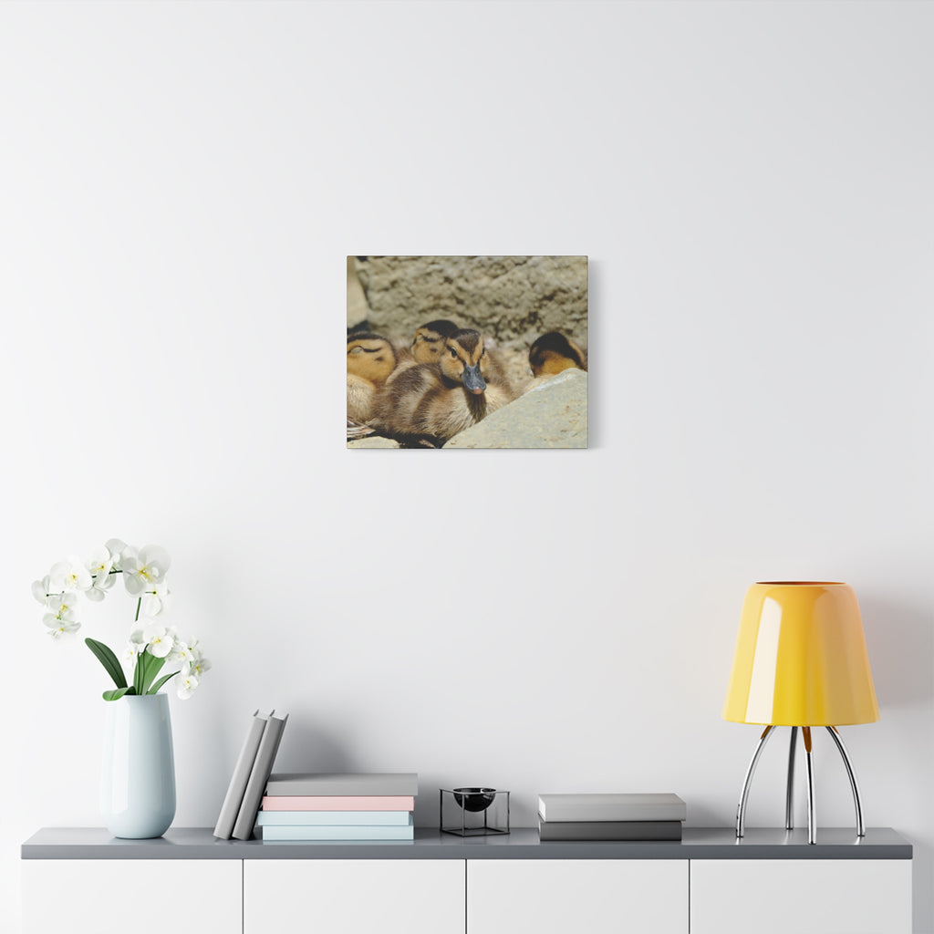 Duckling Canvas Print - Cute Baby Ducks Matte Stretched Wall Art