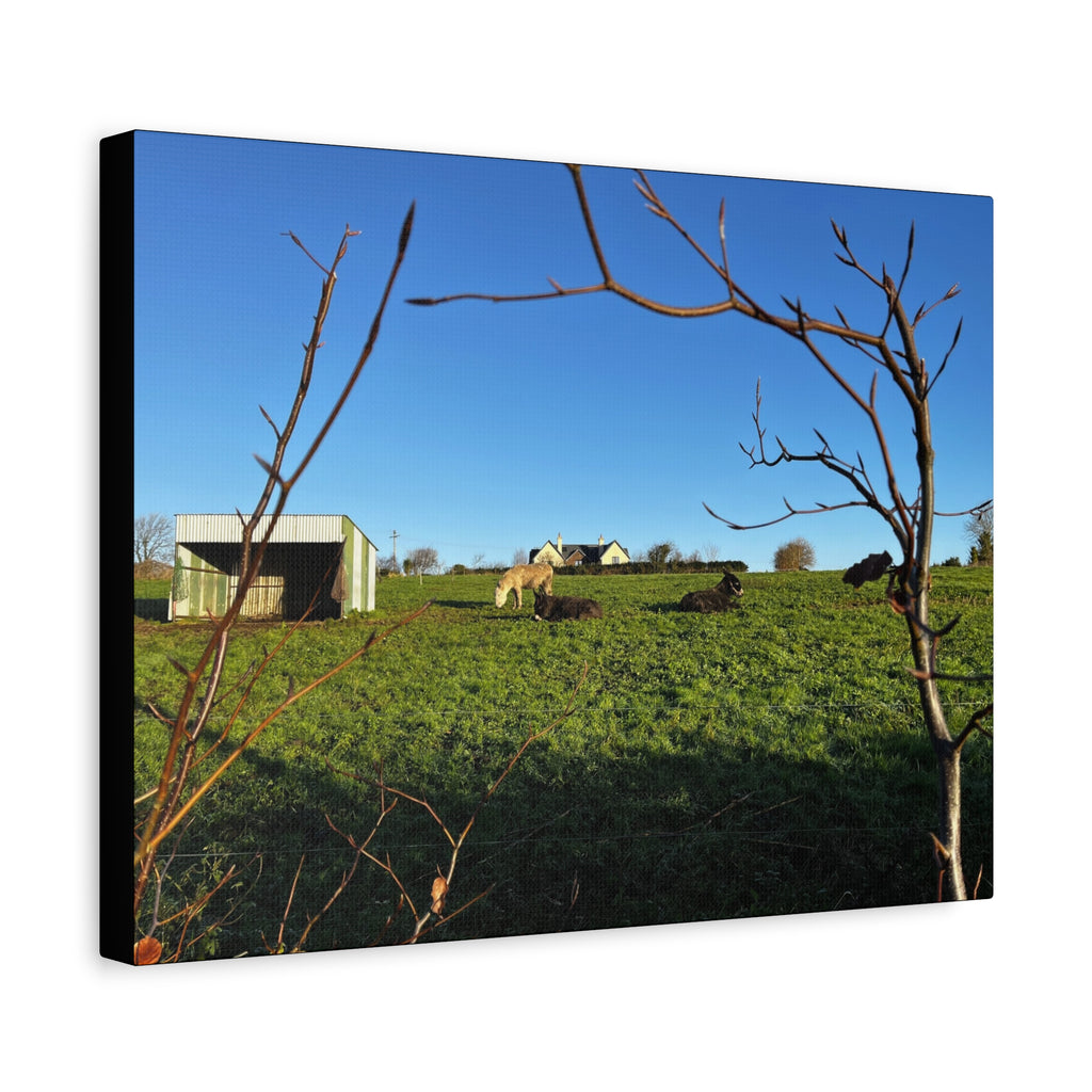 Irish Country Pasture Canvas Print — Matte Stretched Wall Art